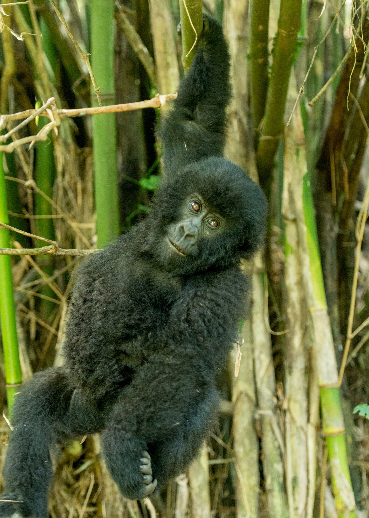 Dian Fossey Gorilla Fund research encounter, Rwanda