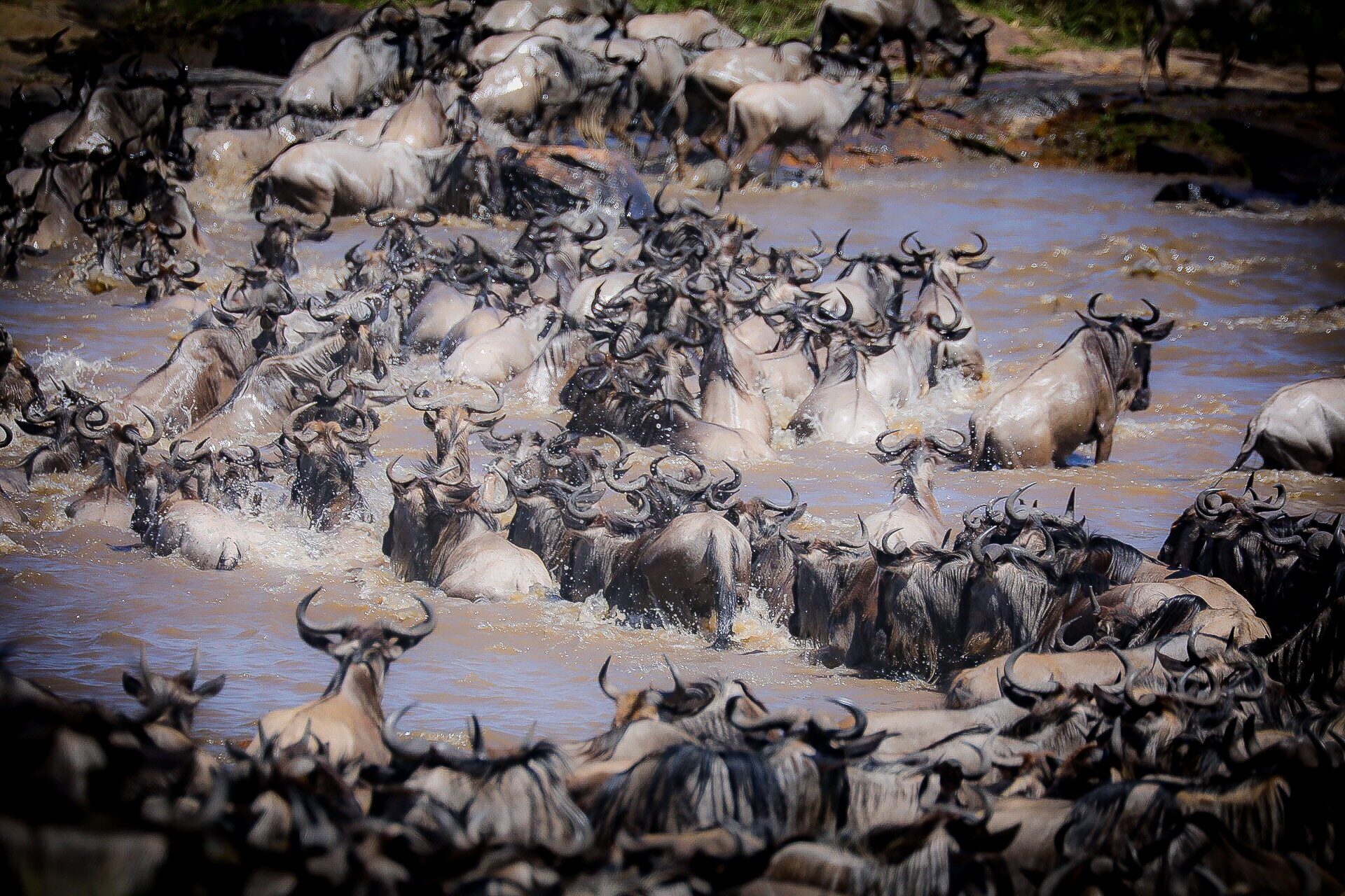 When to visit the Masai Mara