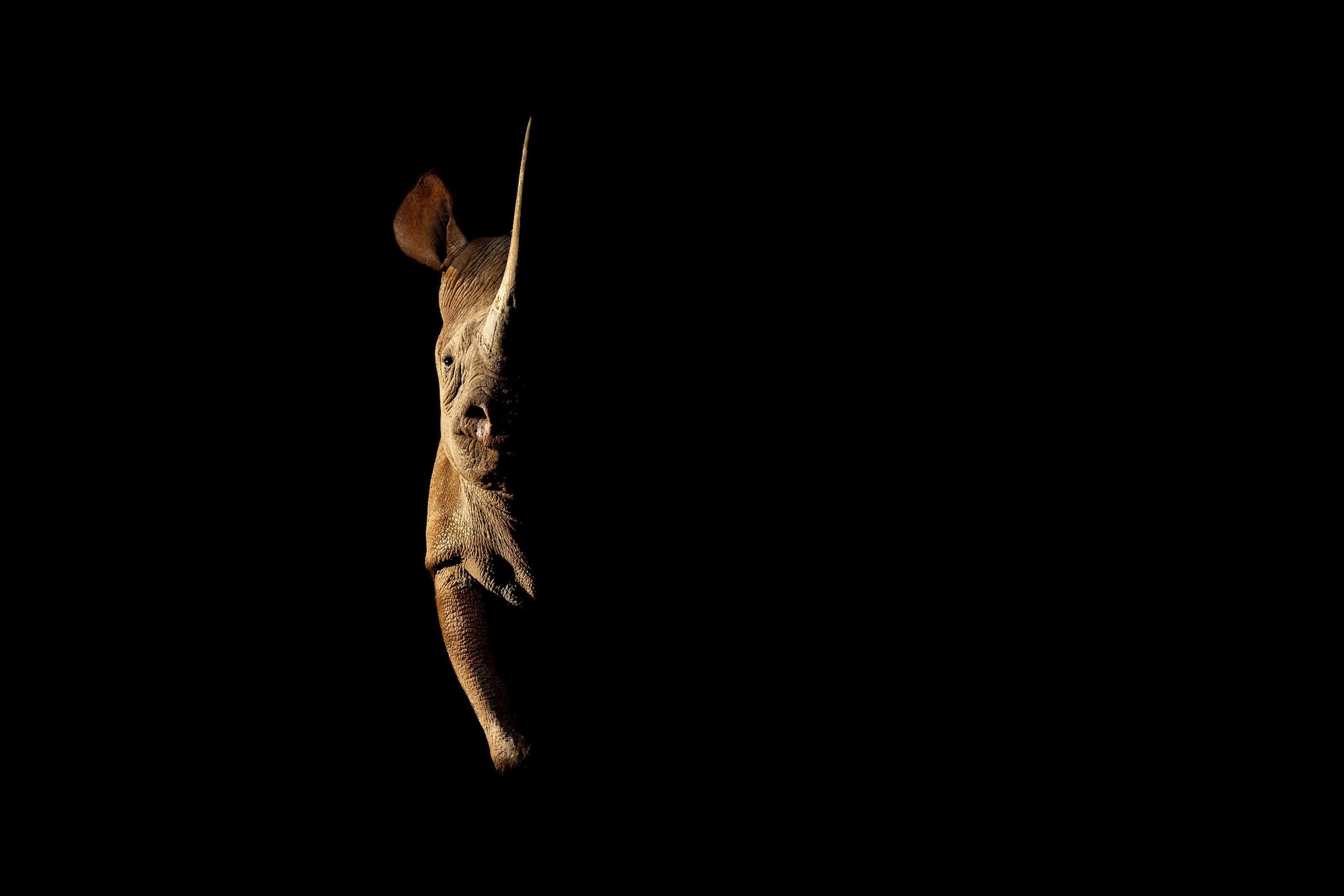 Rhino conservation in the Okavango
